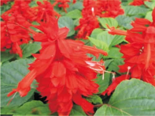 一串紅（太陽(yáng)神）